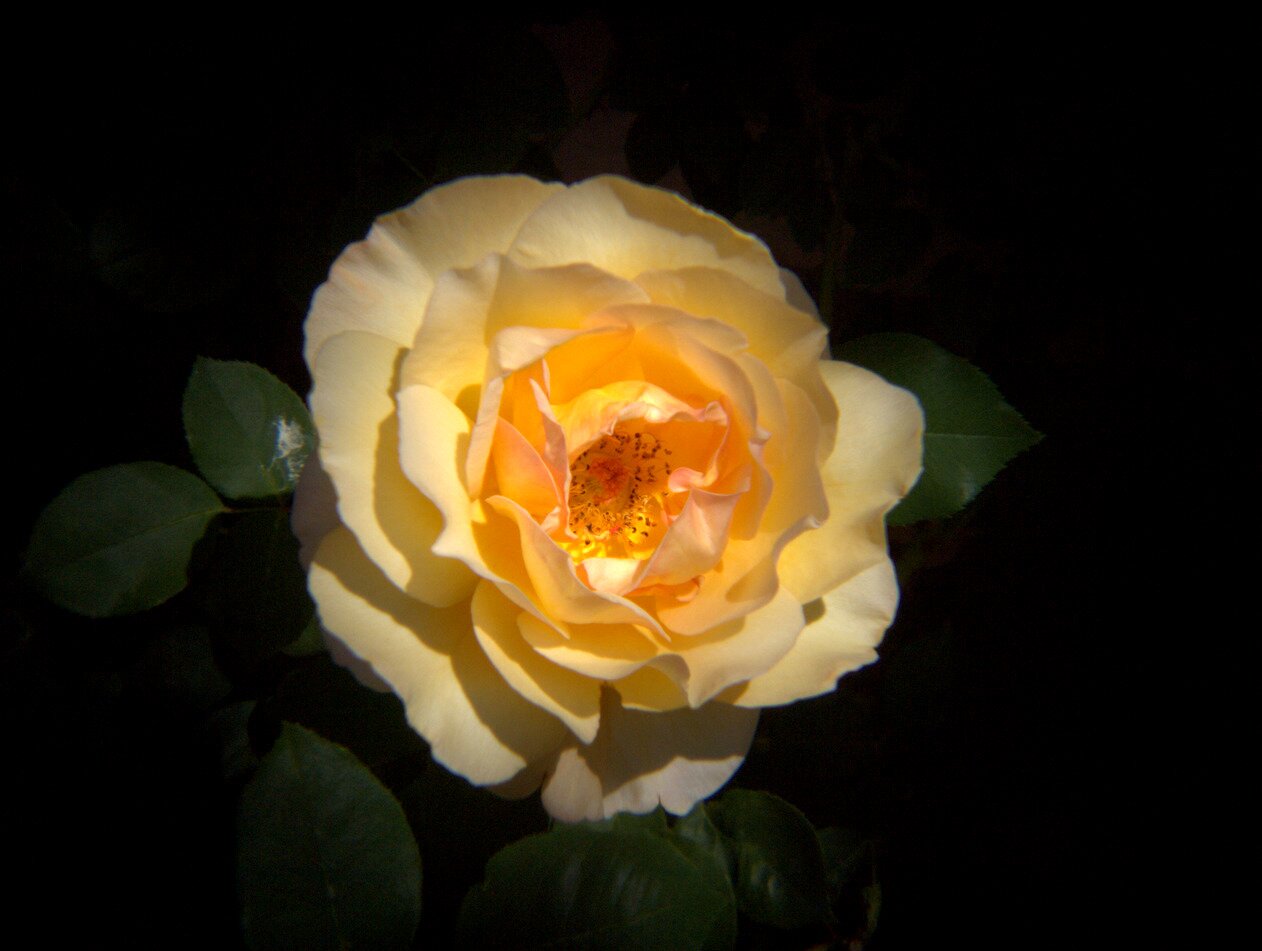yellow rose, San José, California