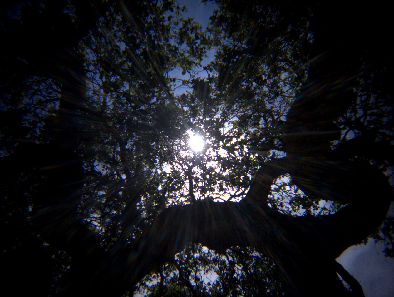 sunlight and branches, San José, California