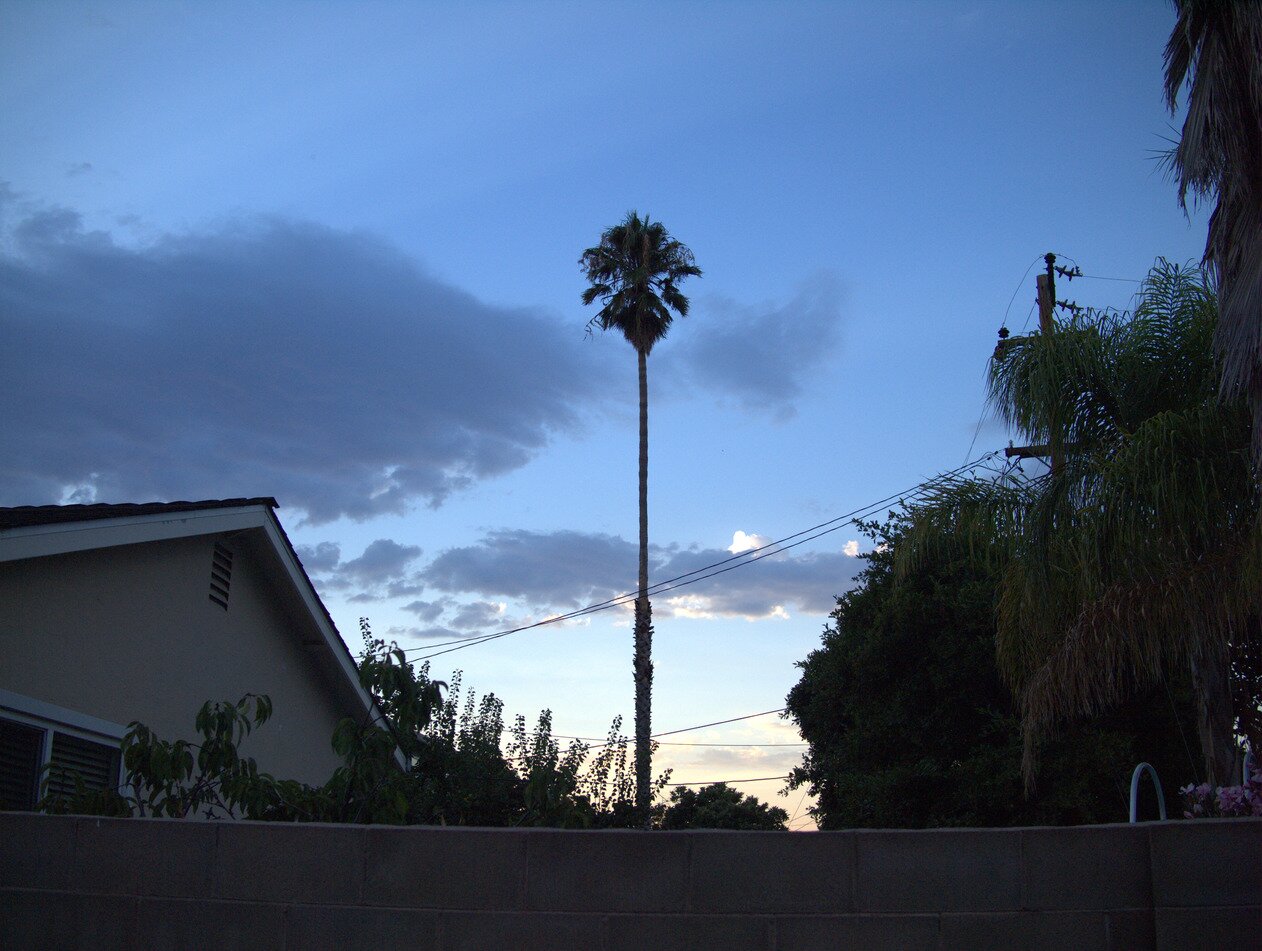 evening palm, San José, California