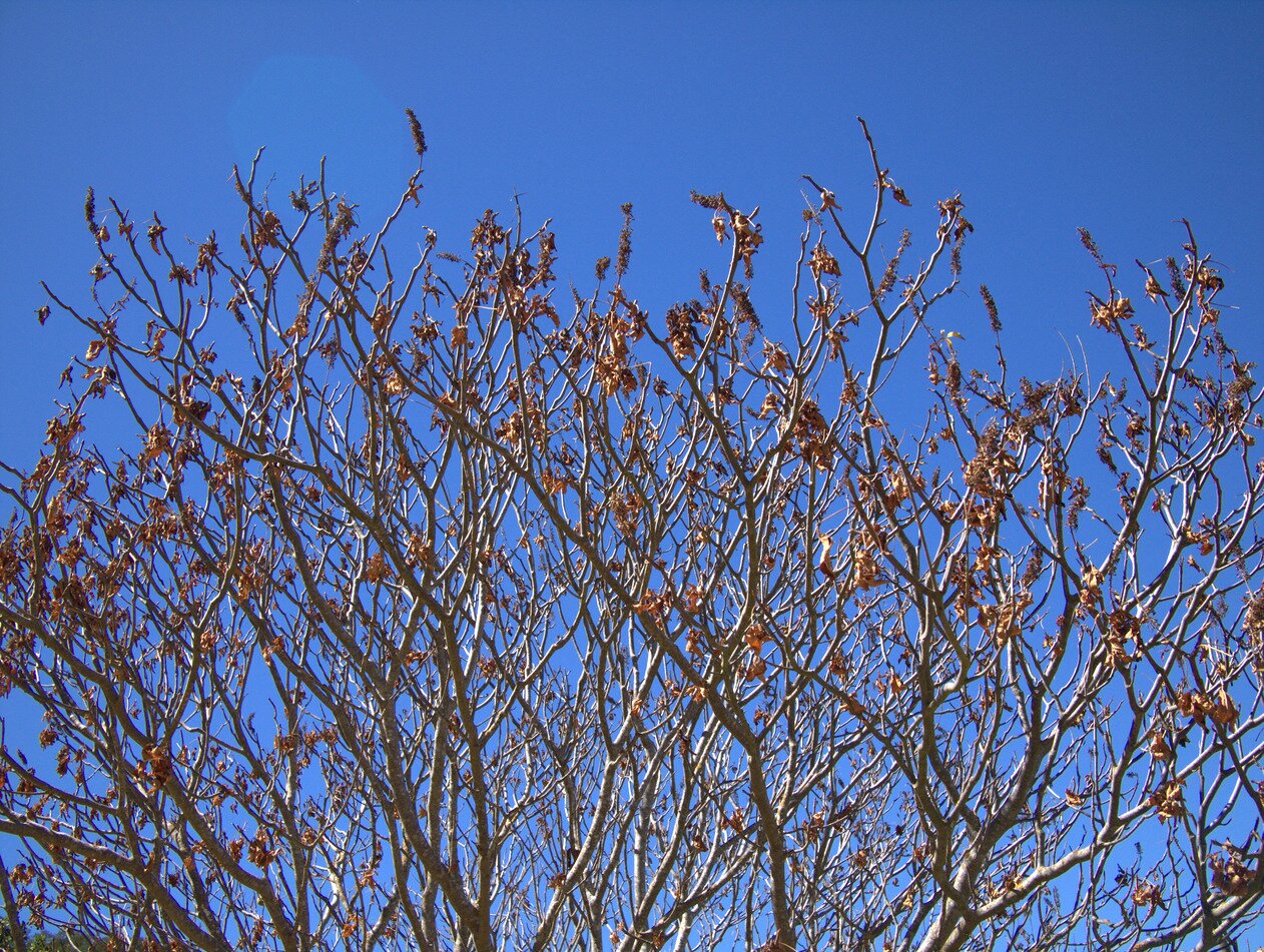 white branches and dry leaves, San José, California