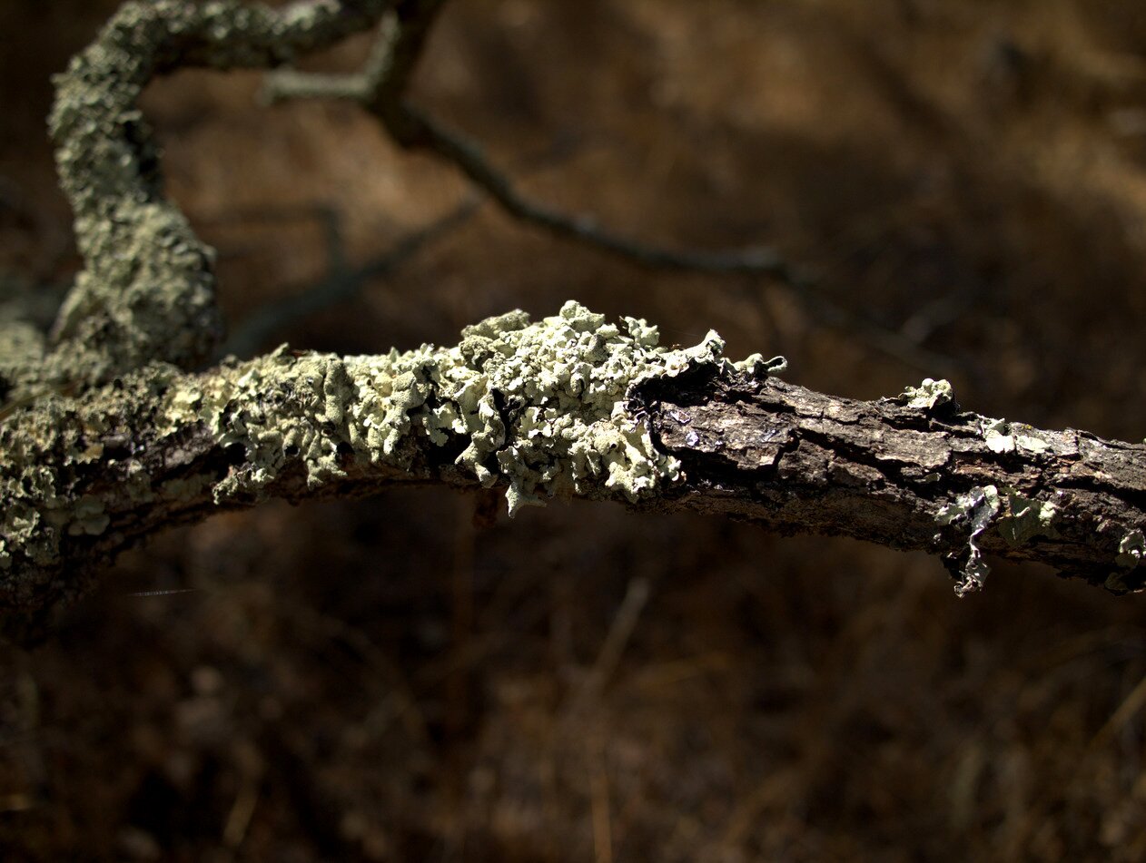 pale dry lichen, San José, California