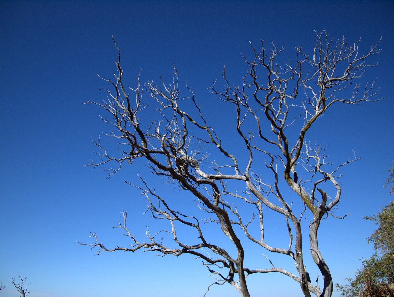 snaky branches, San José, California