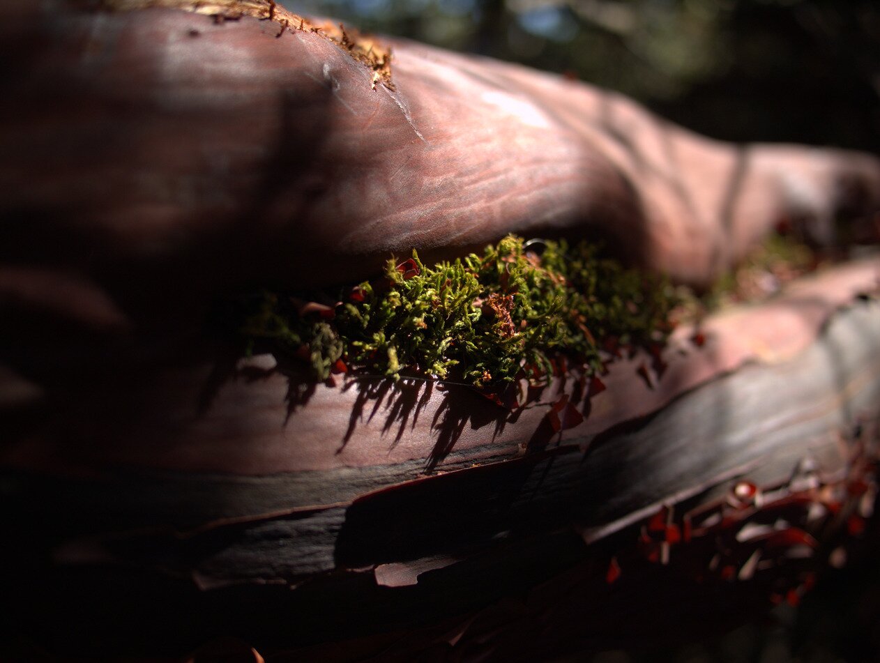 moss on madrone, San José, California