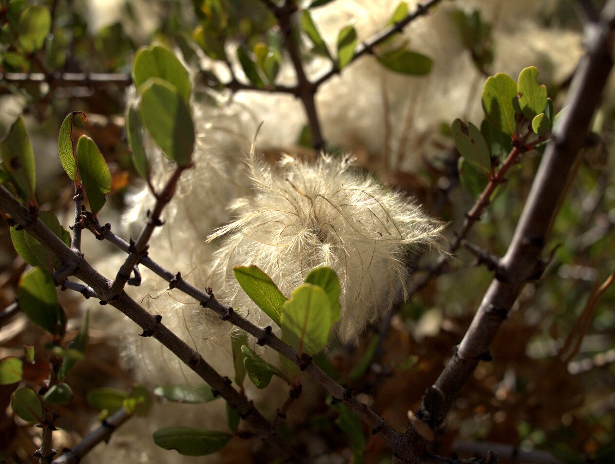 fuzzy threads, San José, California