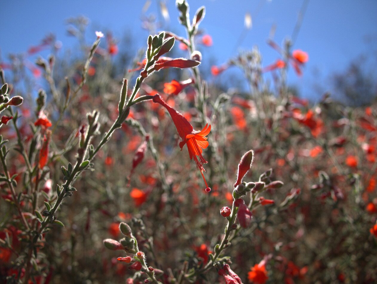 California fuchsia, San José, California