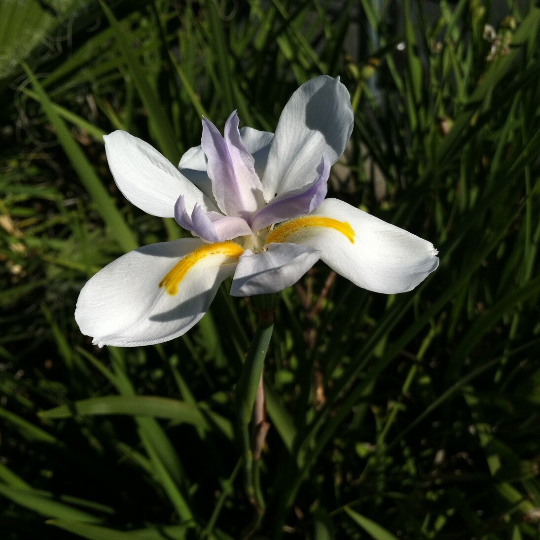 fortnight lily, San José, California