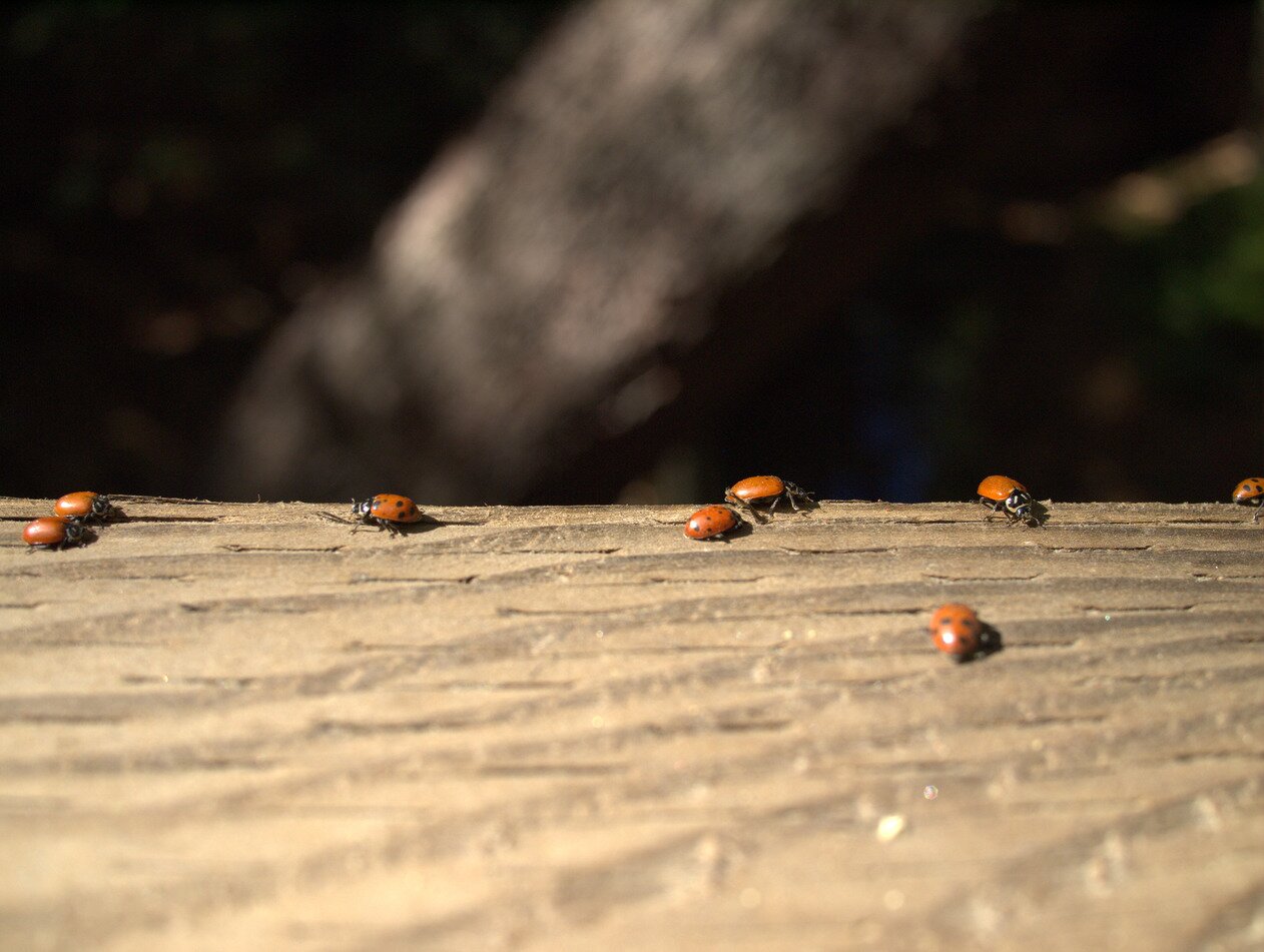ladybugs, Soquel, California