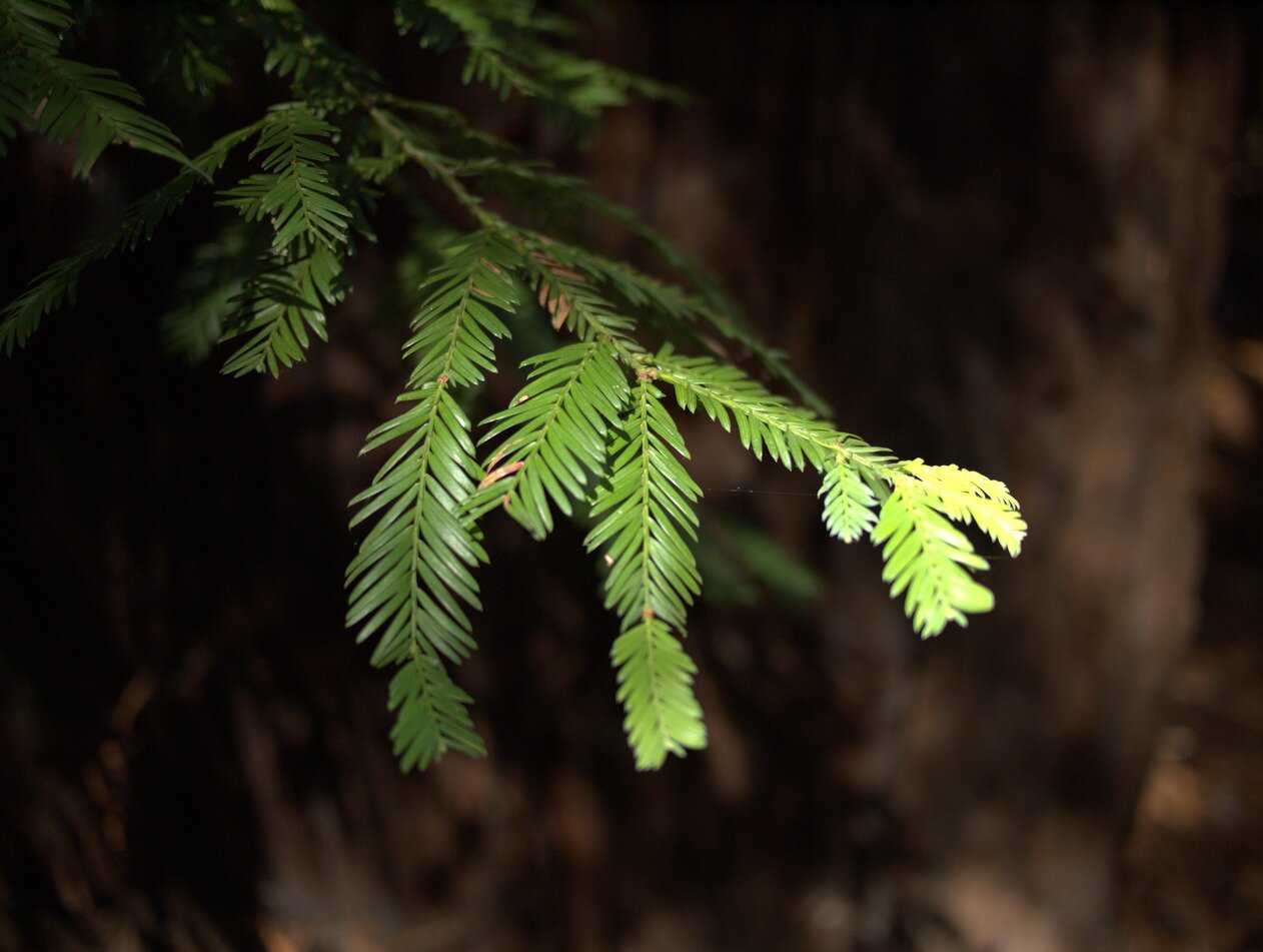 redwood leaf, Soquel, California