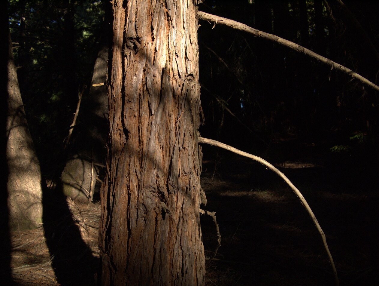 redwood trunk, Soquel, California