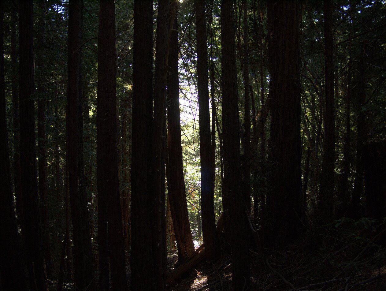 forest for the trees, Soquel, California