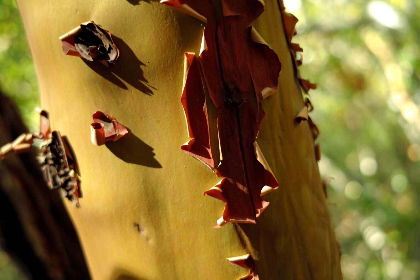 madrone bark, Soquel, California