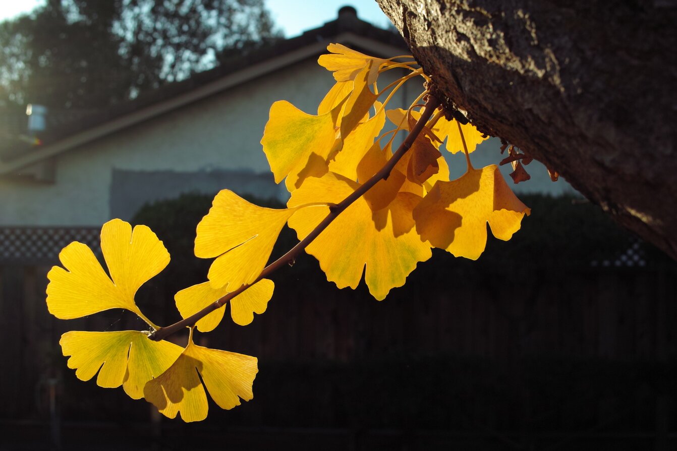 ginkgo leaves, San José, California