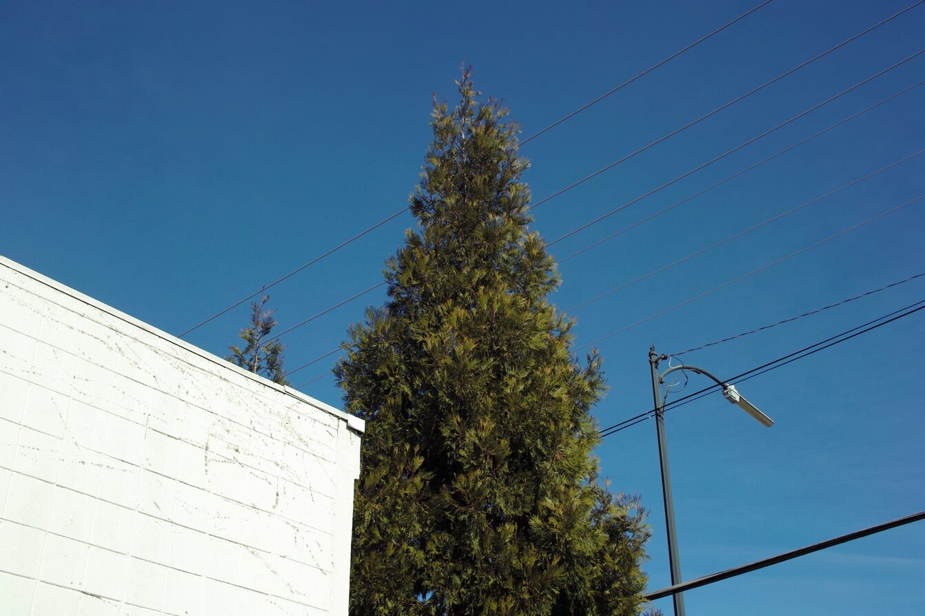 conifer, white wall, blue sky, San José, California