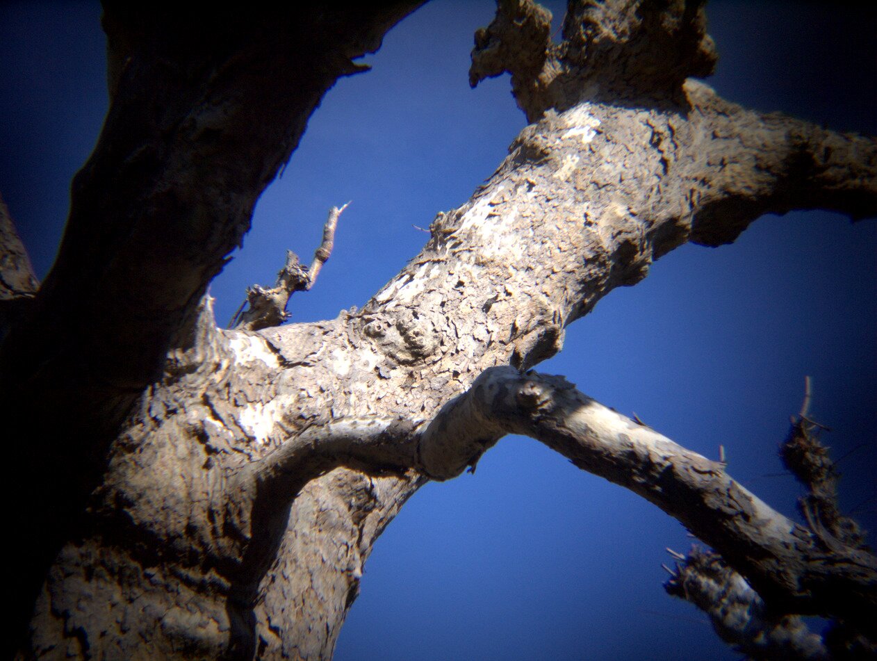 sycamore branch, San José, California