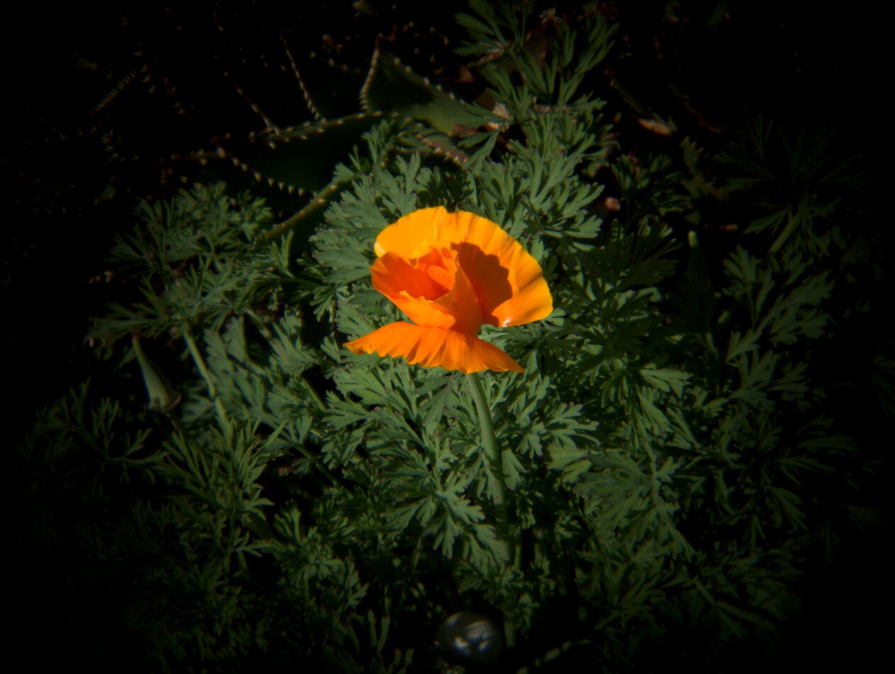 California poppy, San José, California