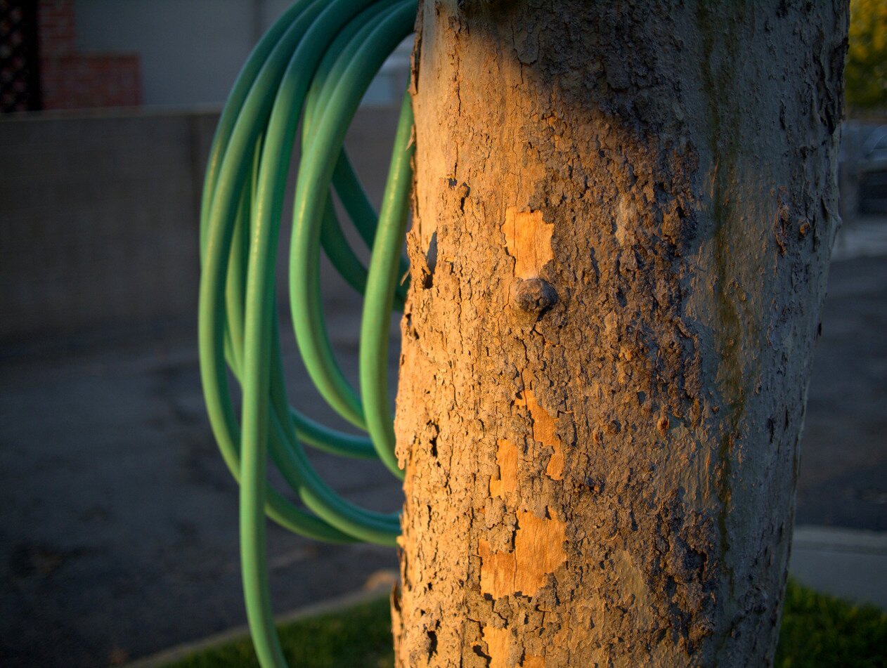 sycamore and green hose, San José, California