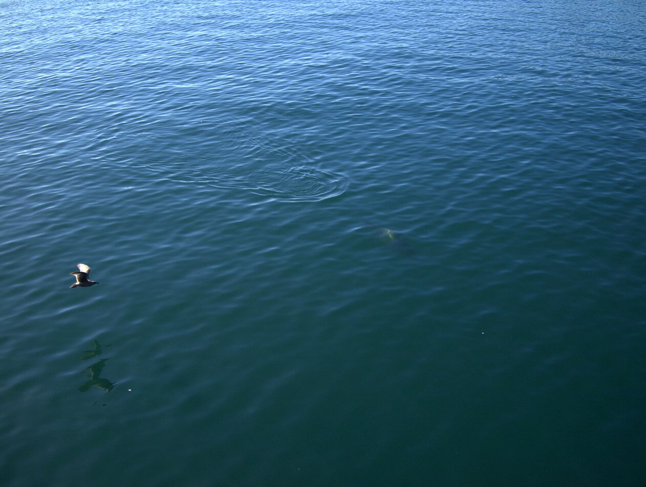 seagull and ripple, Santa Cruz, California
