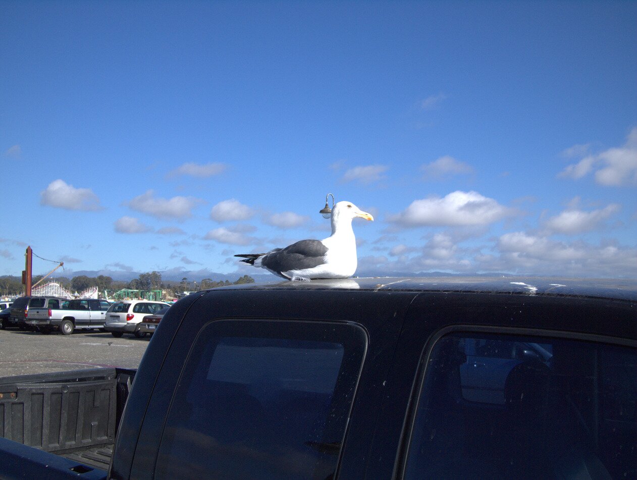 seagull and pickup, Santa Cruz, California