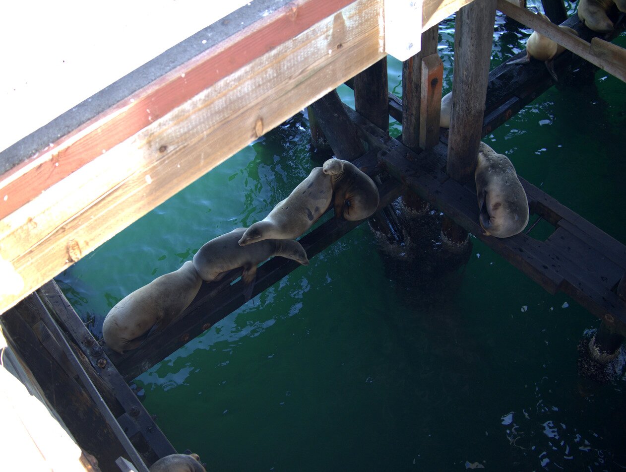 sea lion nap time, Santa Cruz, California