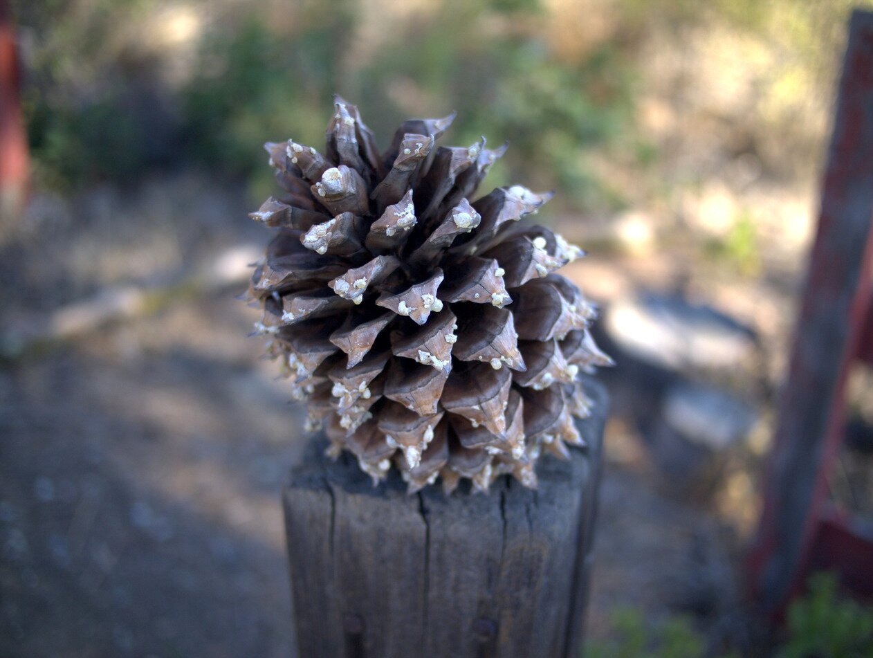 pine cone, Morgan Hill, California