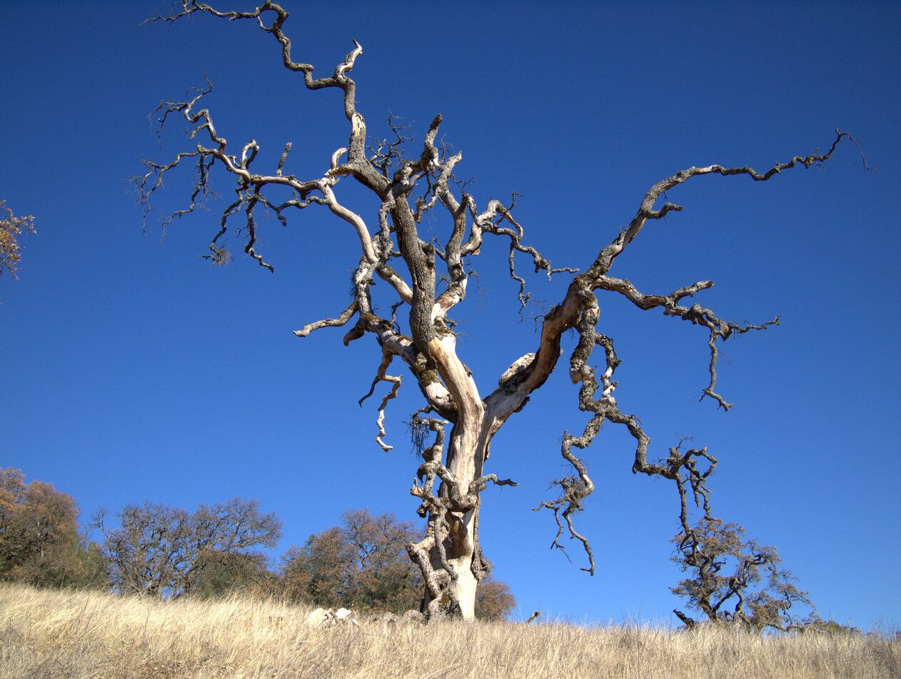 dead tree, Morgan Hill, California