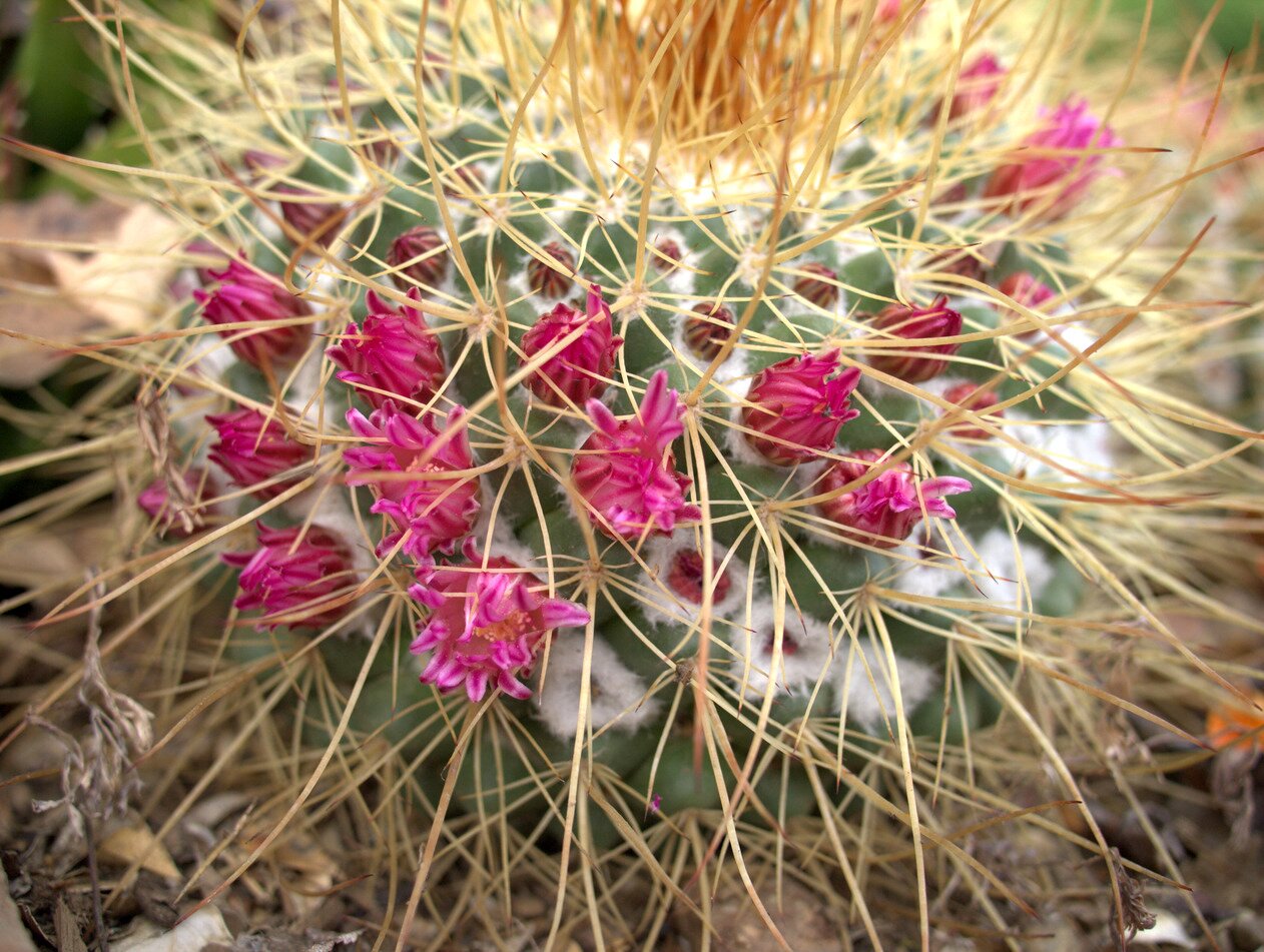 cactus flowers, San José, California
