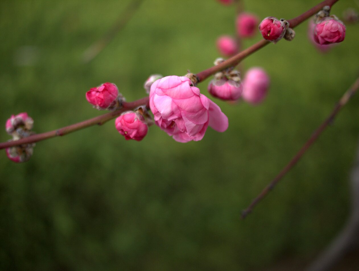 pink blossoms, San José, California