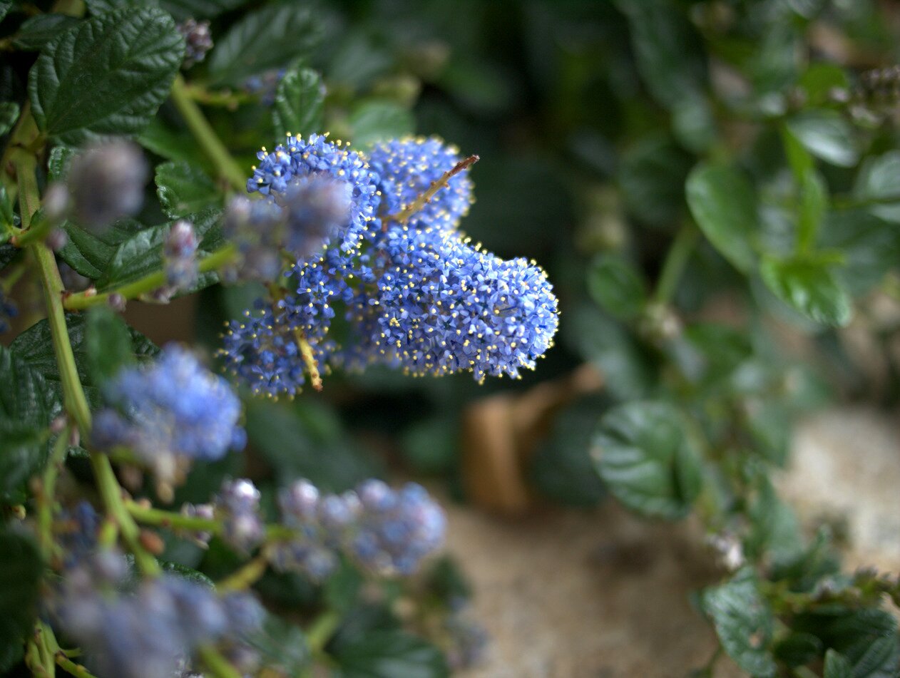 California lilac, San José, California