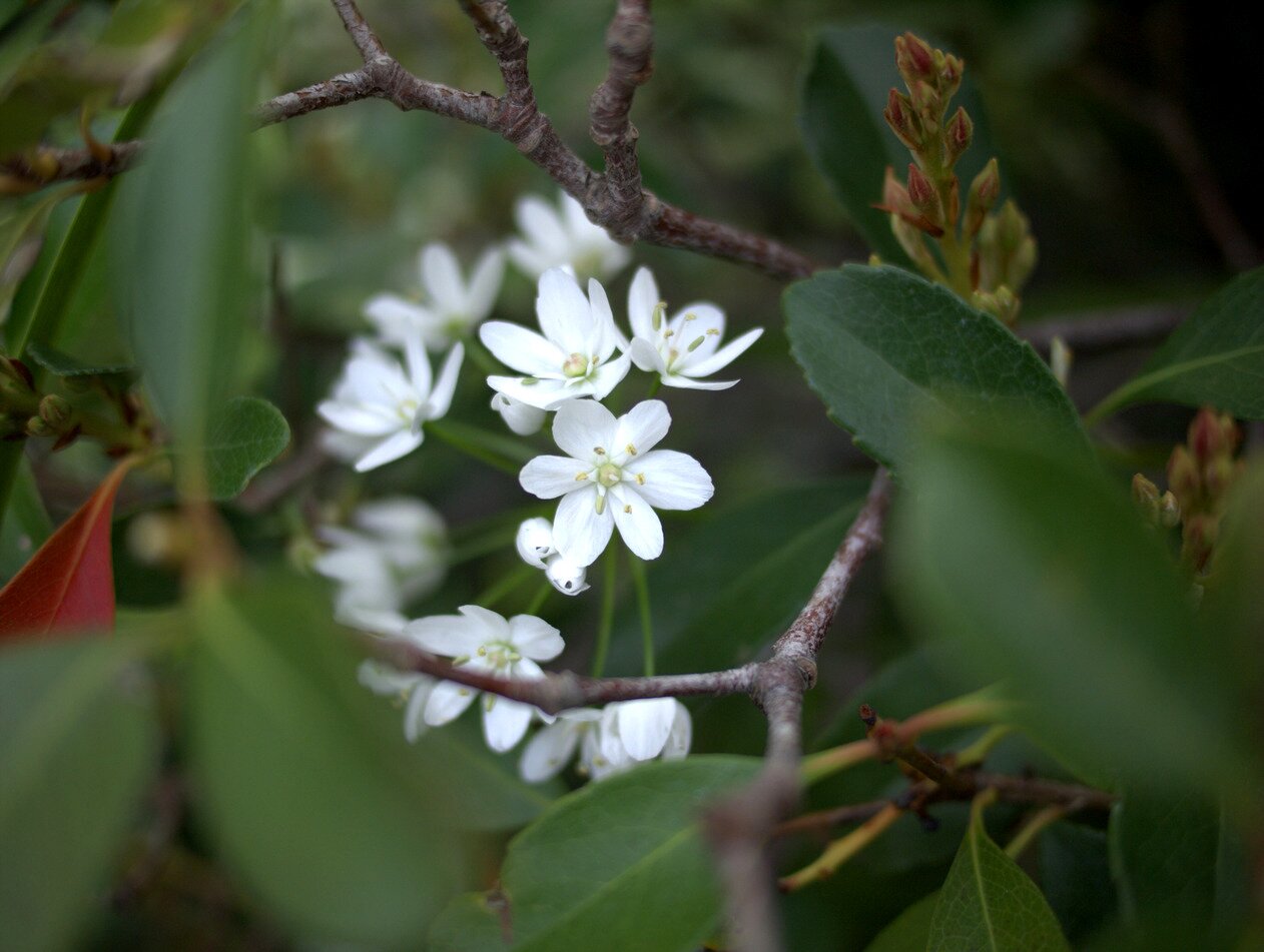 white flowers, San José, California