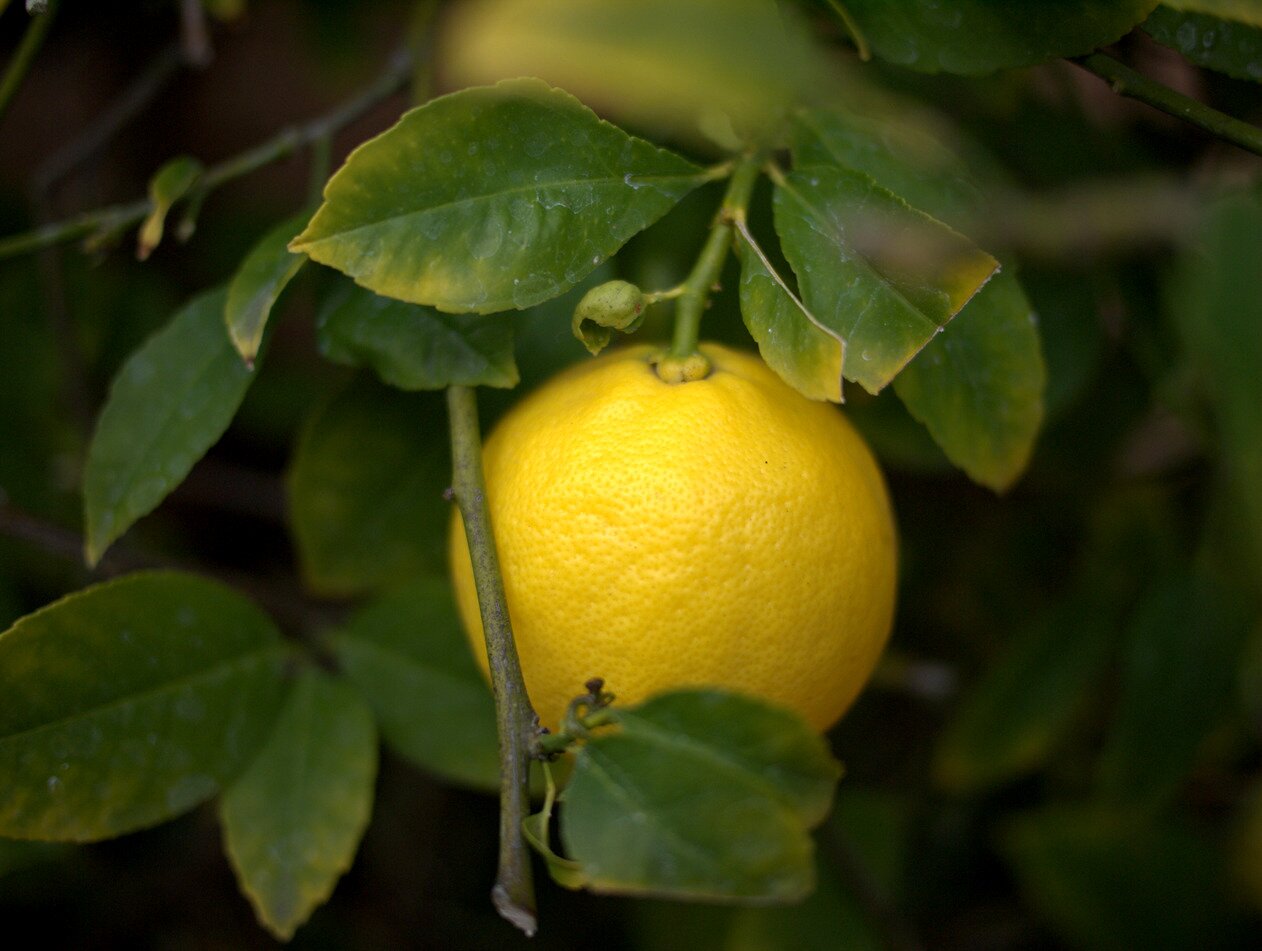 lemon, San José, California