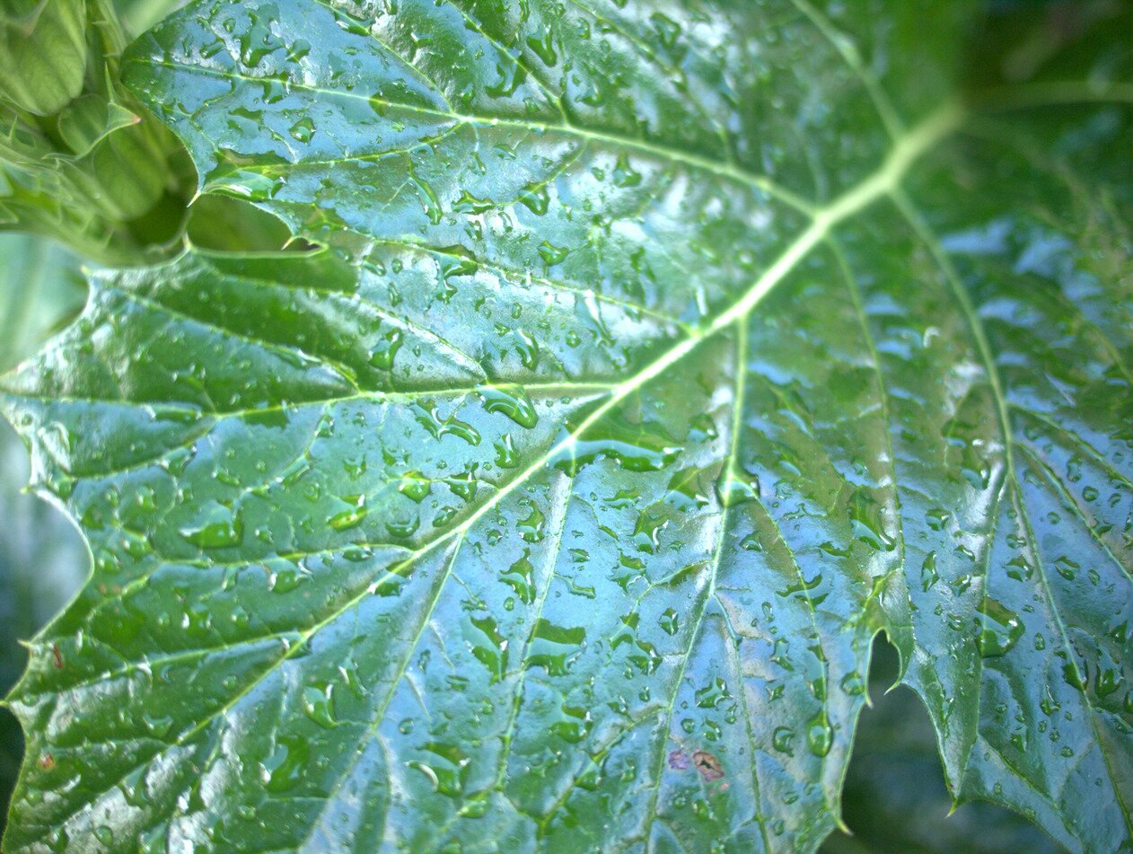 acanthus leaf, San José, California