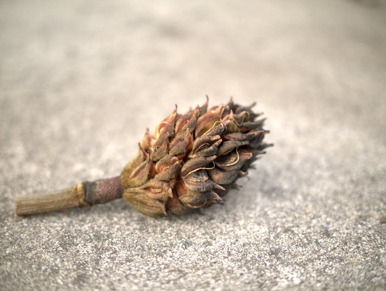 magnolia seed pod, San José, California