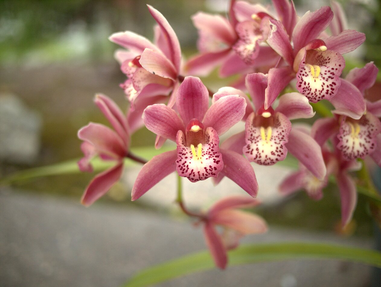 pink orchids, San José, California