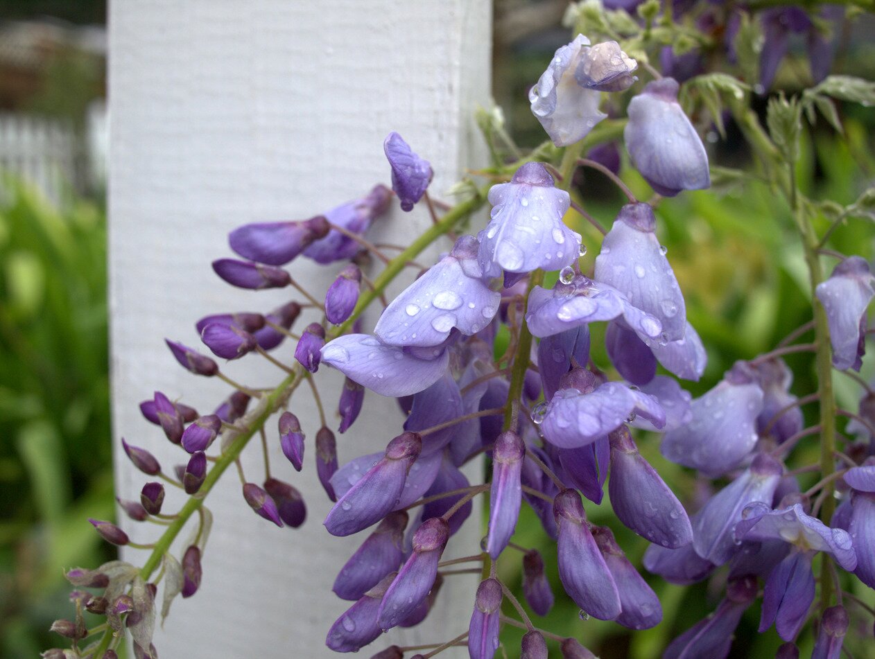 wisteria, San José, California
