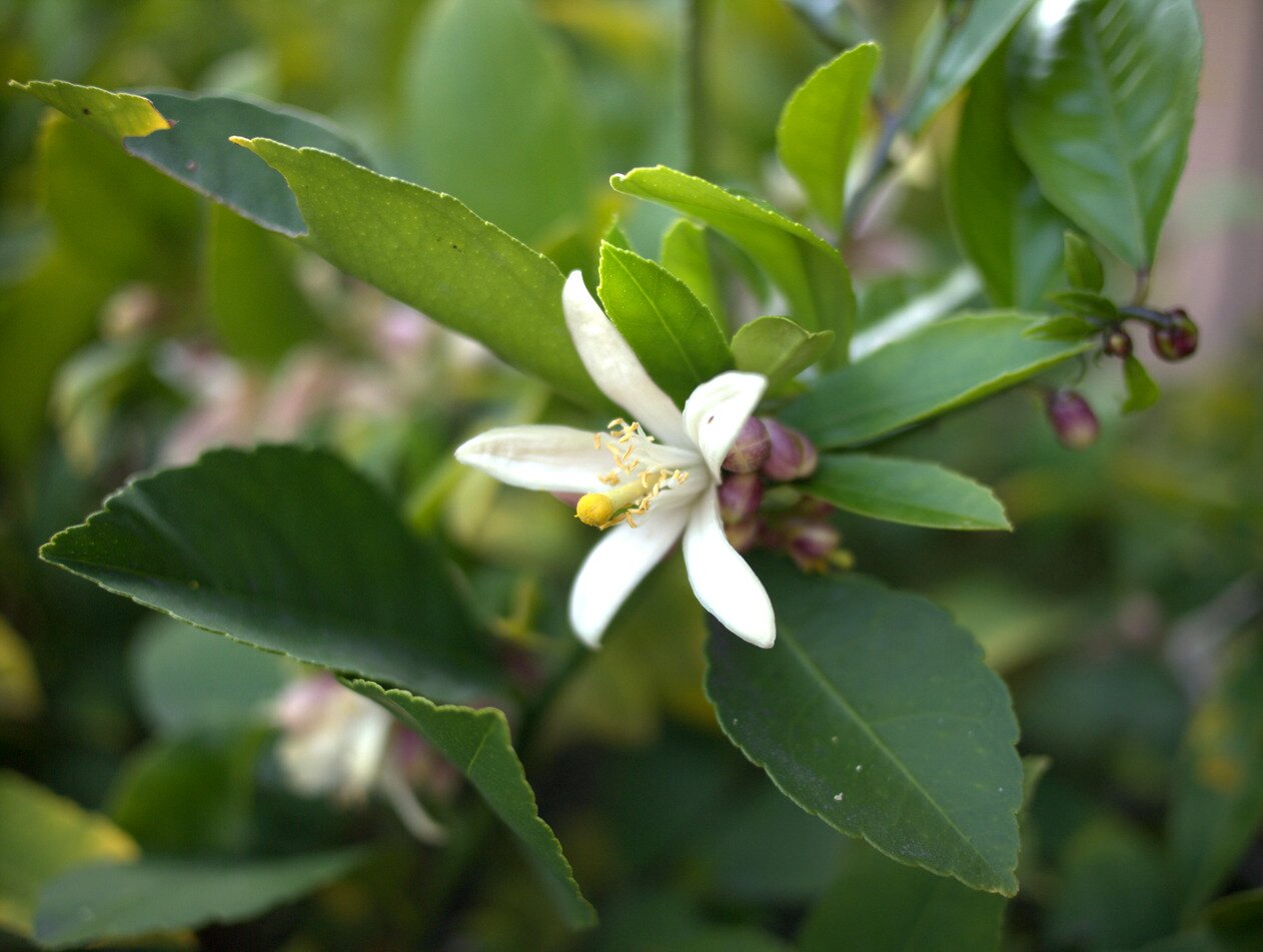 lemon flower, San José, California