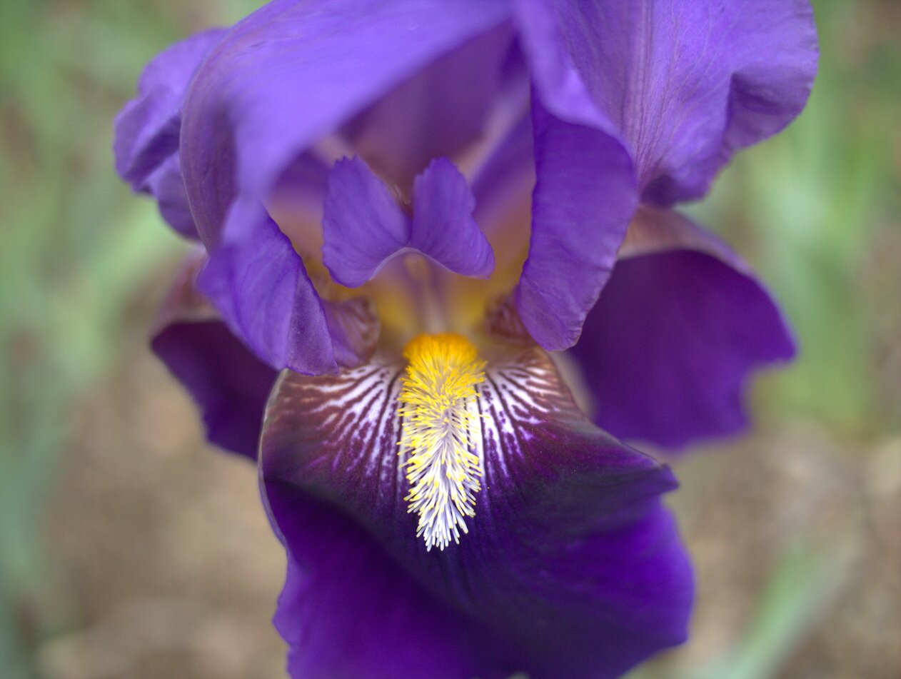 bearded iris, San José, California