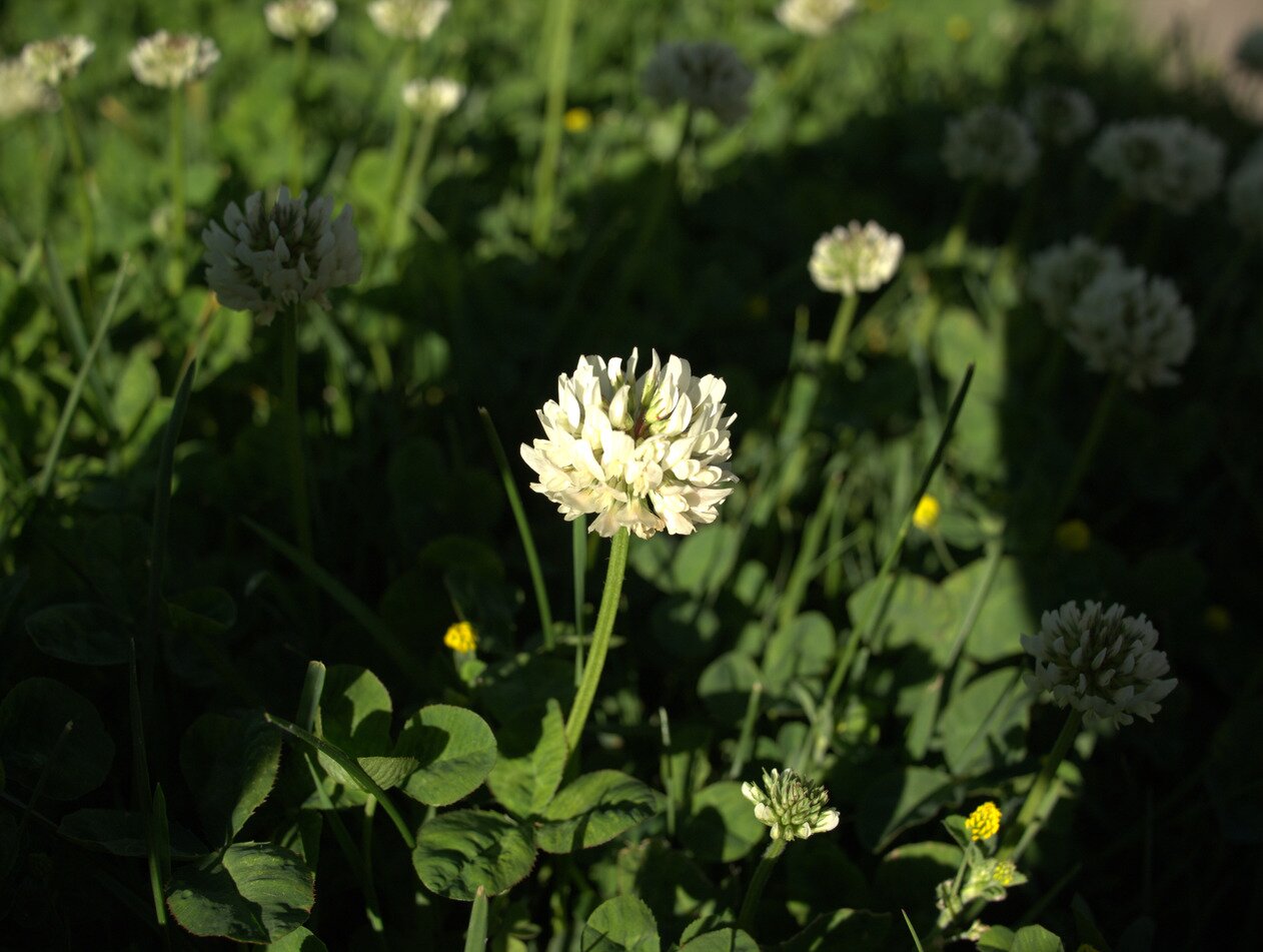 white clover, San José, California