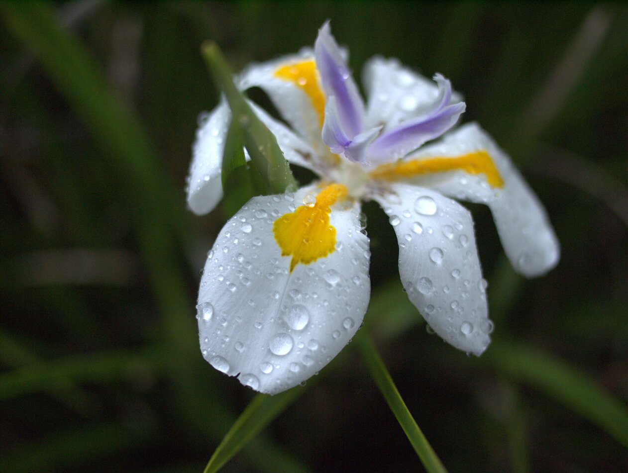 lily and rain drops, San José, California