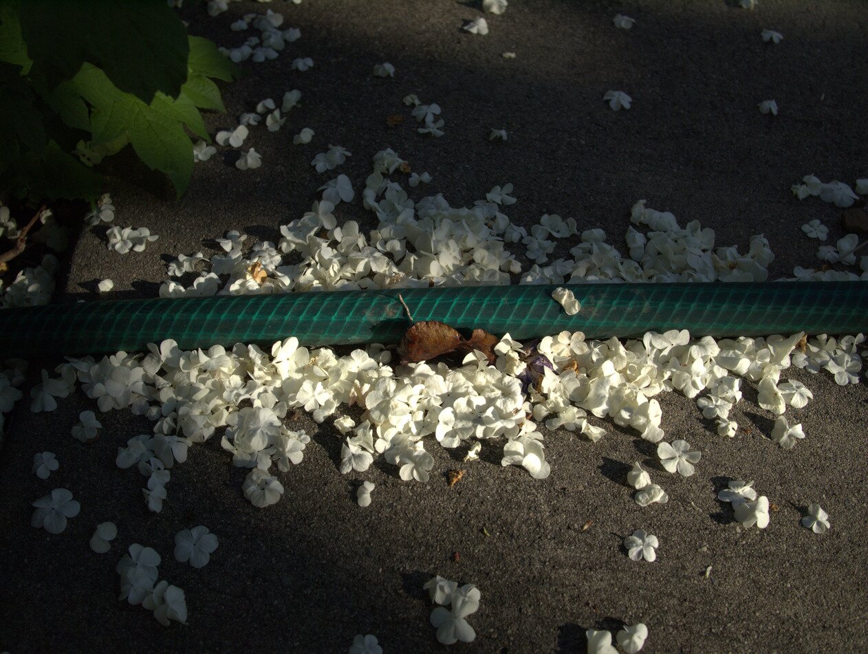 hose and petals, San José, California