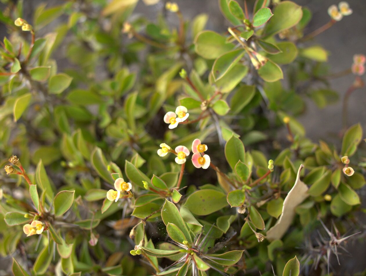 crown of thorns, San José, California