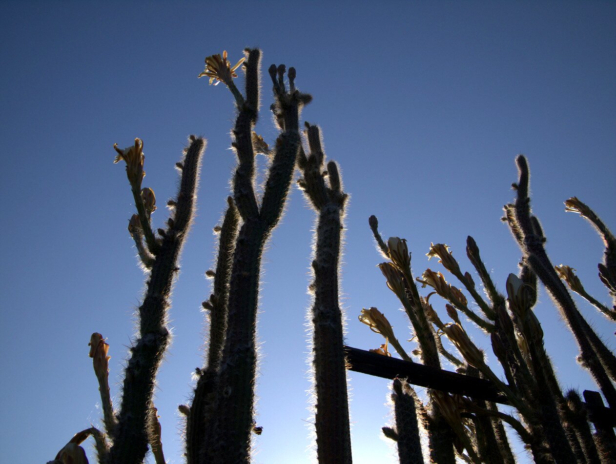 morning after cereus, San José, California