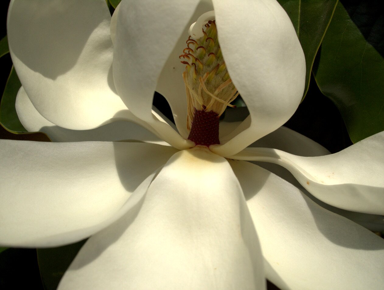 magnolia interior, San José, California