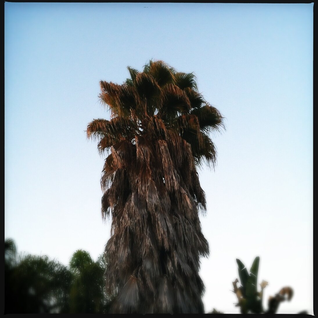palm tree, San José, California - Hipstamatic