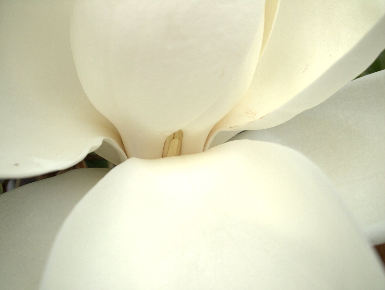 magnolia petals, San José, California