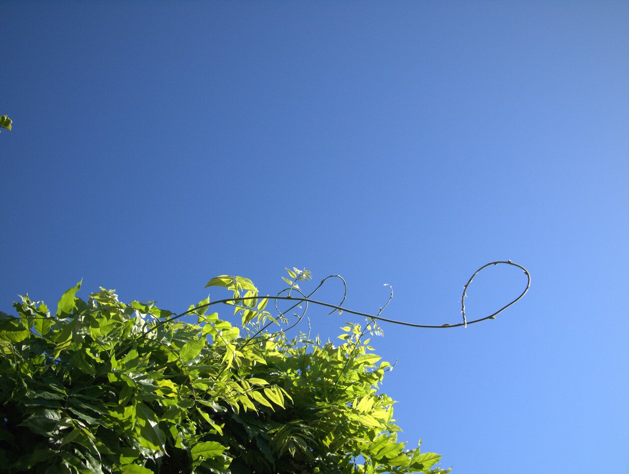 tendrils and blue sky, San José, California
