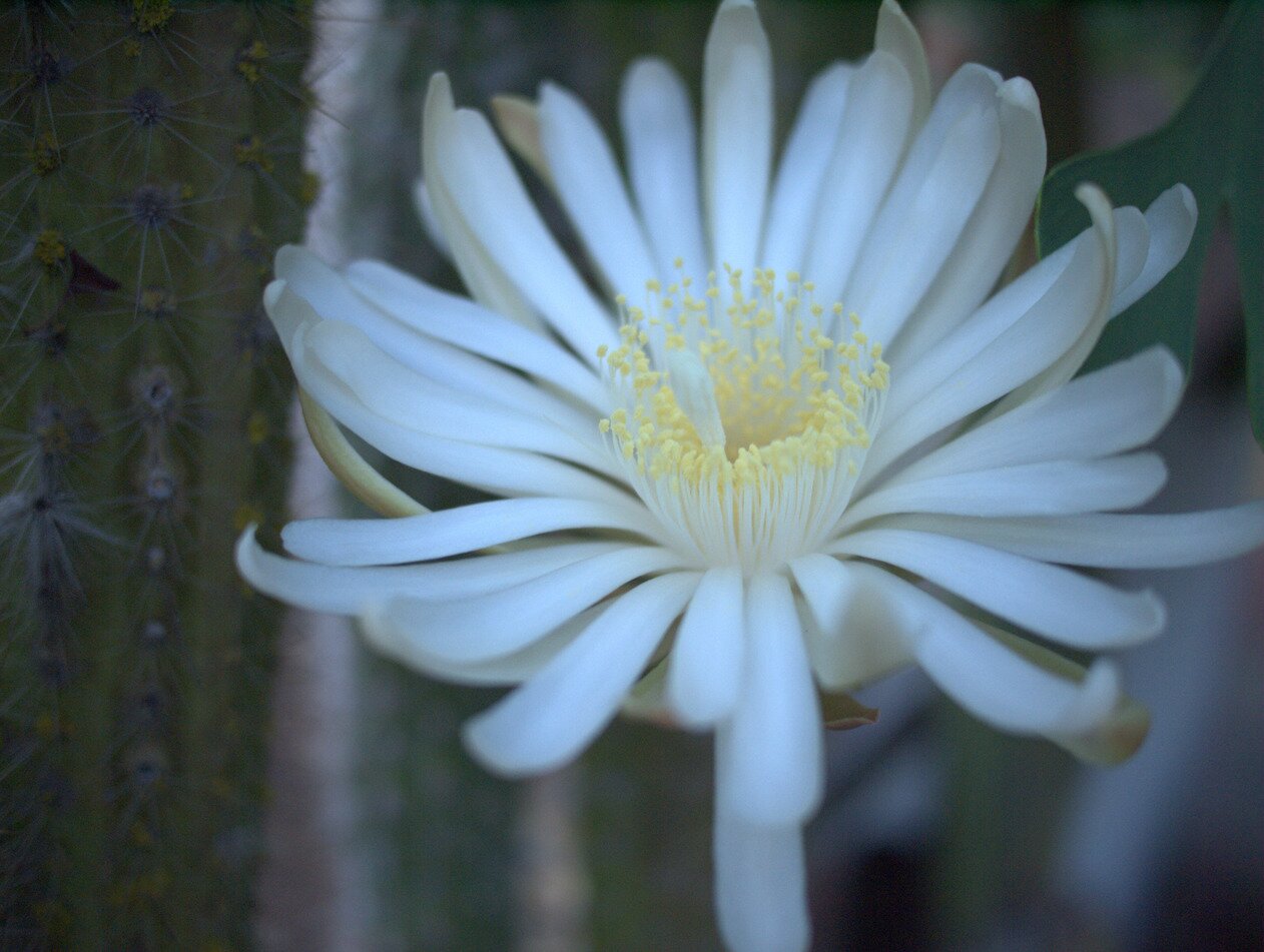 night-blooming cereus, San José, California