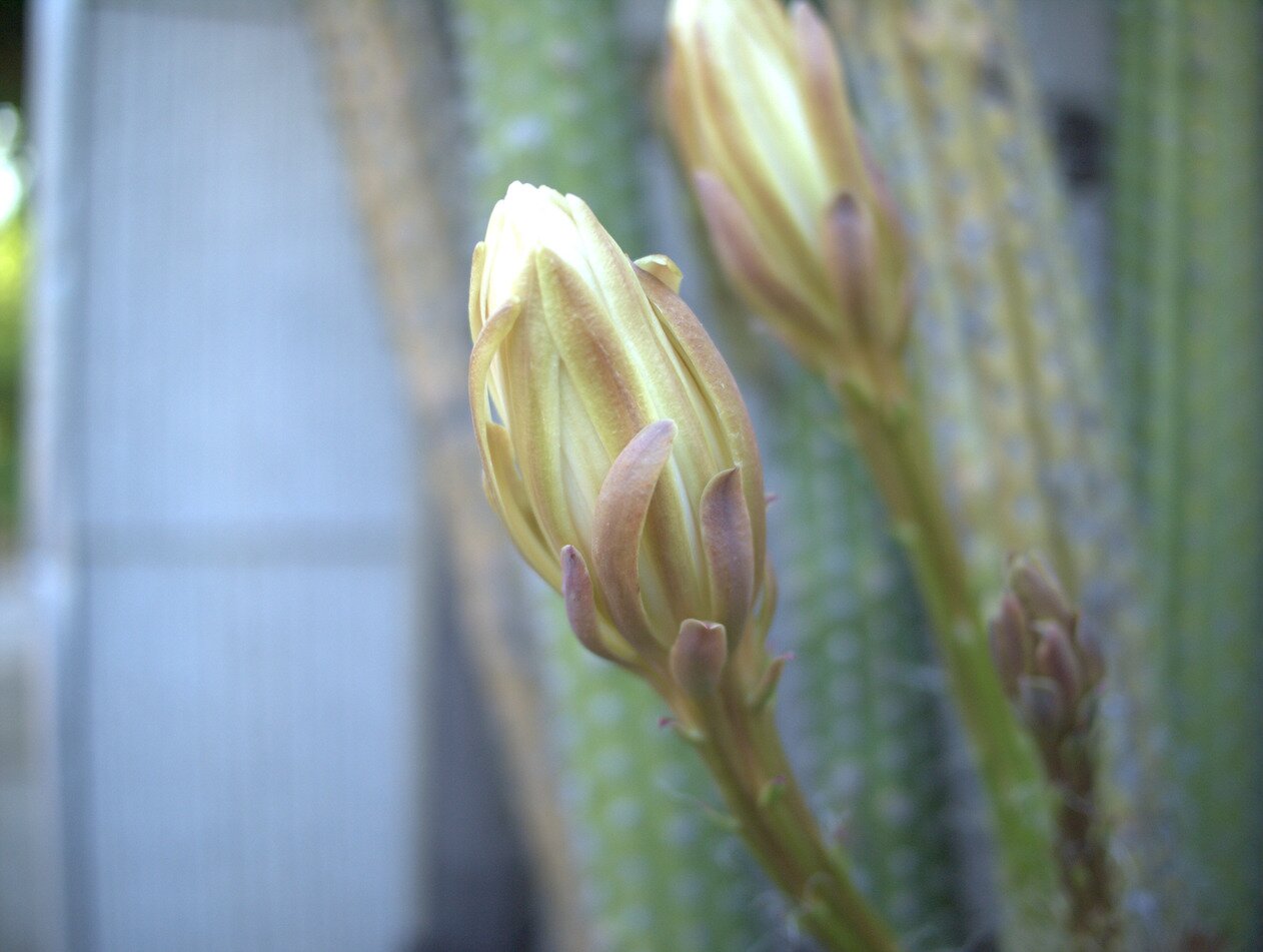 cereus bud, San José, California