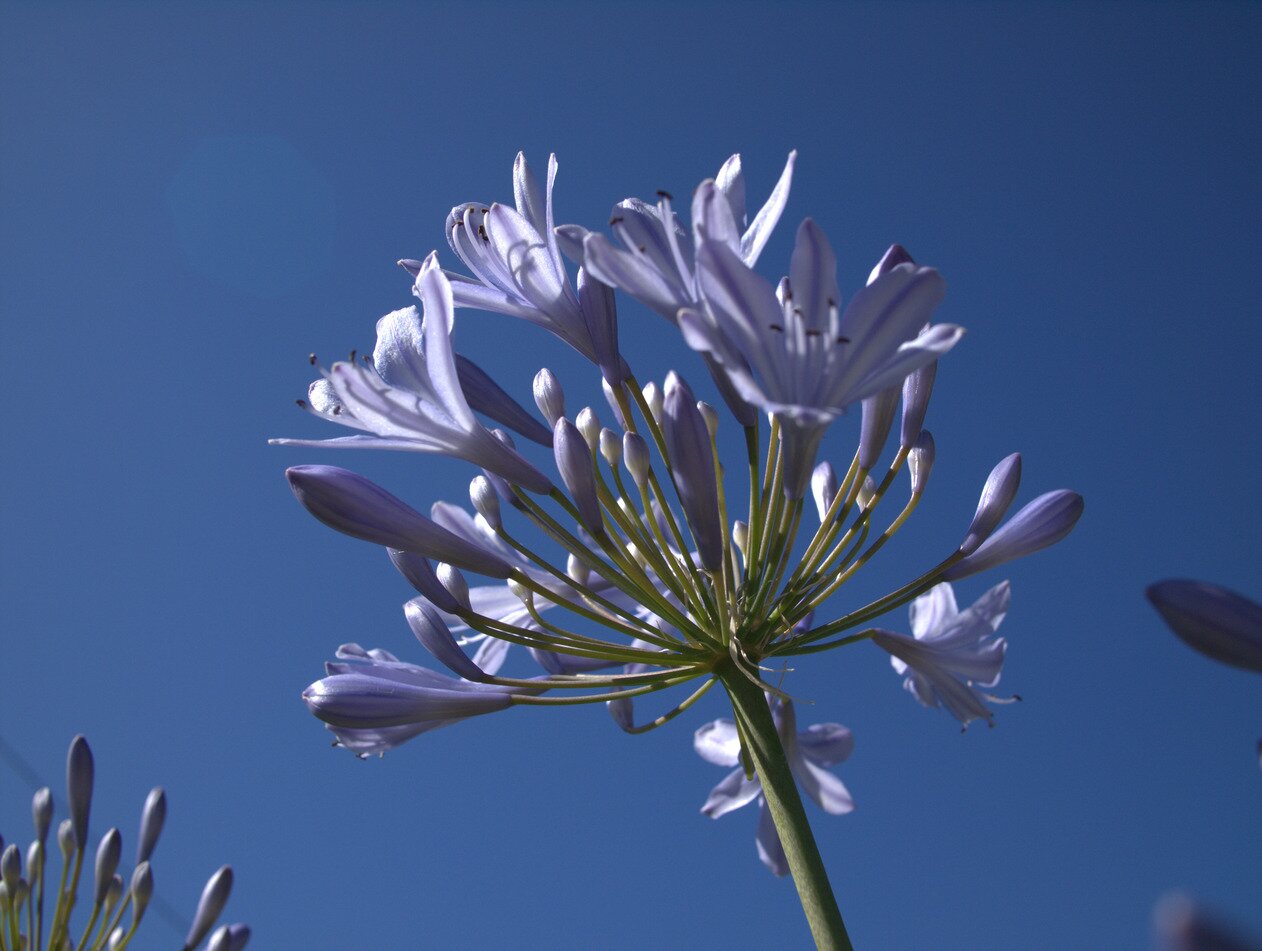 agapanthus, San José, California