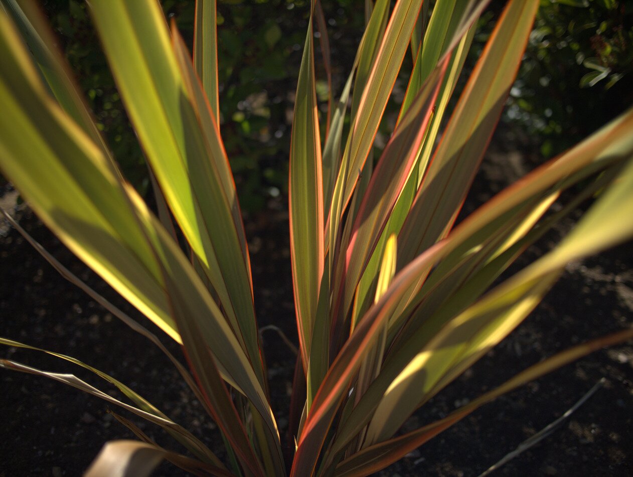striped leaves, San José, California