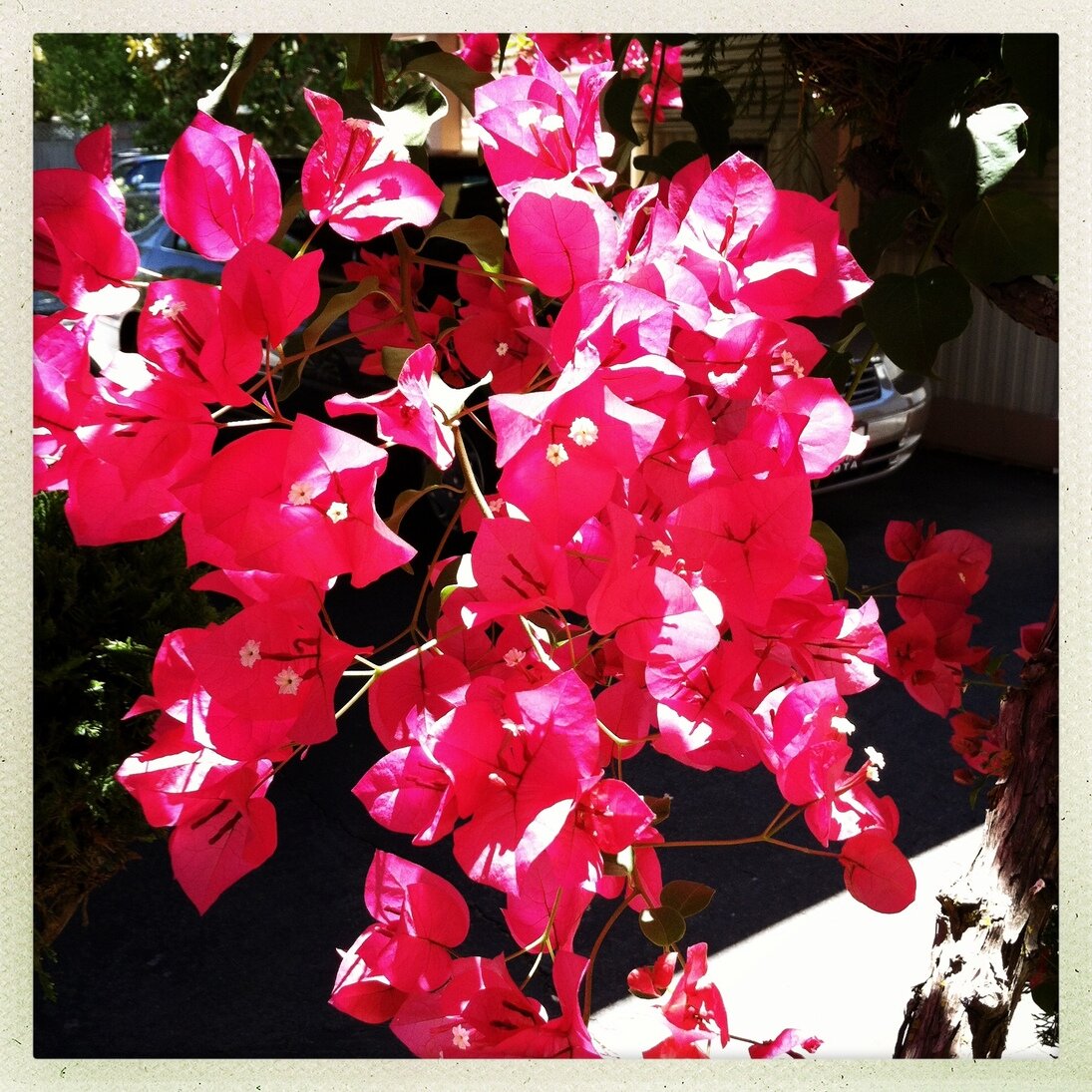 bougainvillea, San José, California - Hipstamatic